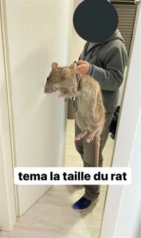 Tema La Taille Du Rat Meme Téma la taille du rat | Wiki French Memes | Fandom